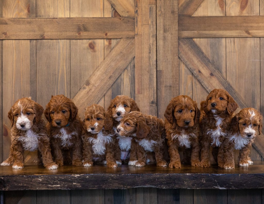 A group of Irish Doodle puppies for sale from Poodles 2 Doodles in iowa