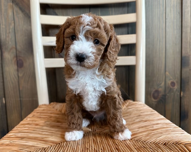 A picture of a Iran, one of our Petite Cavapoos puppies that went to their home in Iowa 
