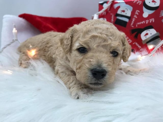 A picture of a Mara, a gorgeous Mini Goldendoodles for sale