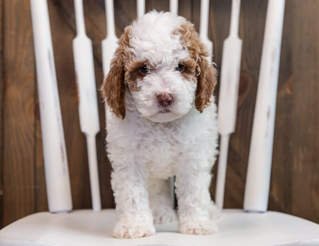 Brock came from Paisley and Milo's litter of F1B Goldendoodles