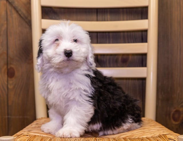 Sage came from Millie and Stanley's litter of F1 Sheepadoodles