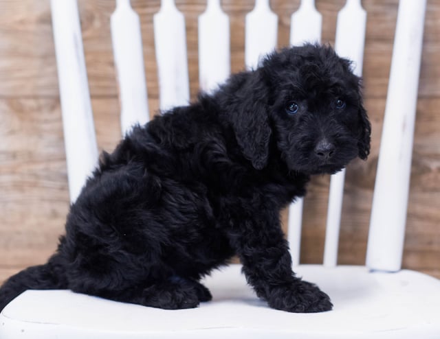 Alan is an F1B Goldendoodle that should have  and is currently living in Missouri