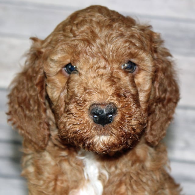 Irish Goldendoodles bred in in Iowa by Poodles 2 Doodles