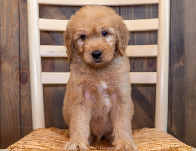 Quero came from Sassy and Scout's litter of F1 Goldendoodles