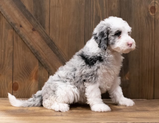 A picture of a Zola, one of our Standard Sheepadoodles puppies that went to their home in Iowa