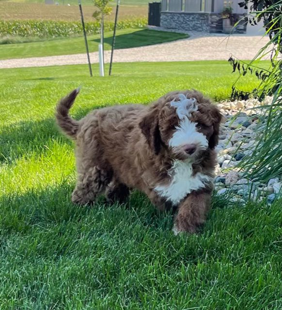 Voodoo came from Leia and Milo's litter of F1B Goldendoodles