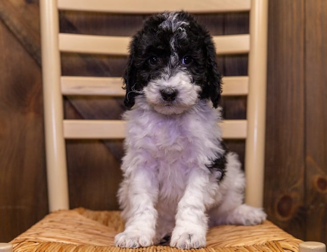 A picture of a Walter, a gorgeous Mini Sheepadoodles for sale