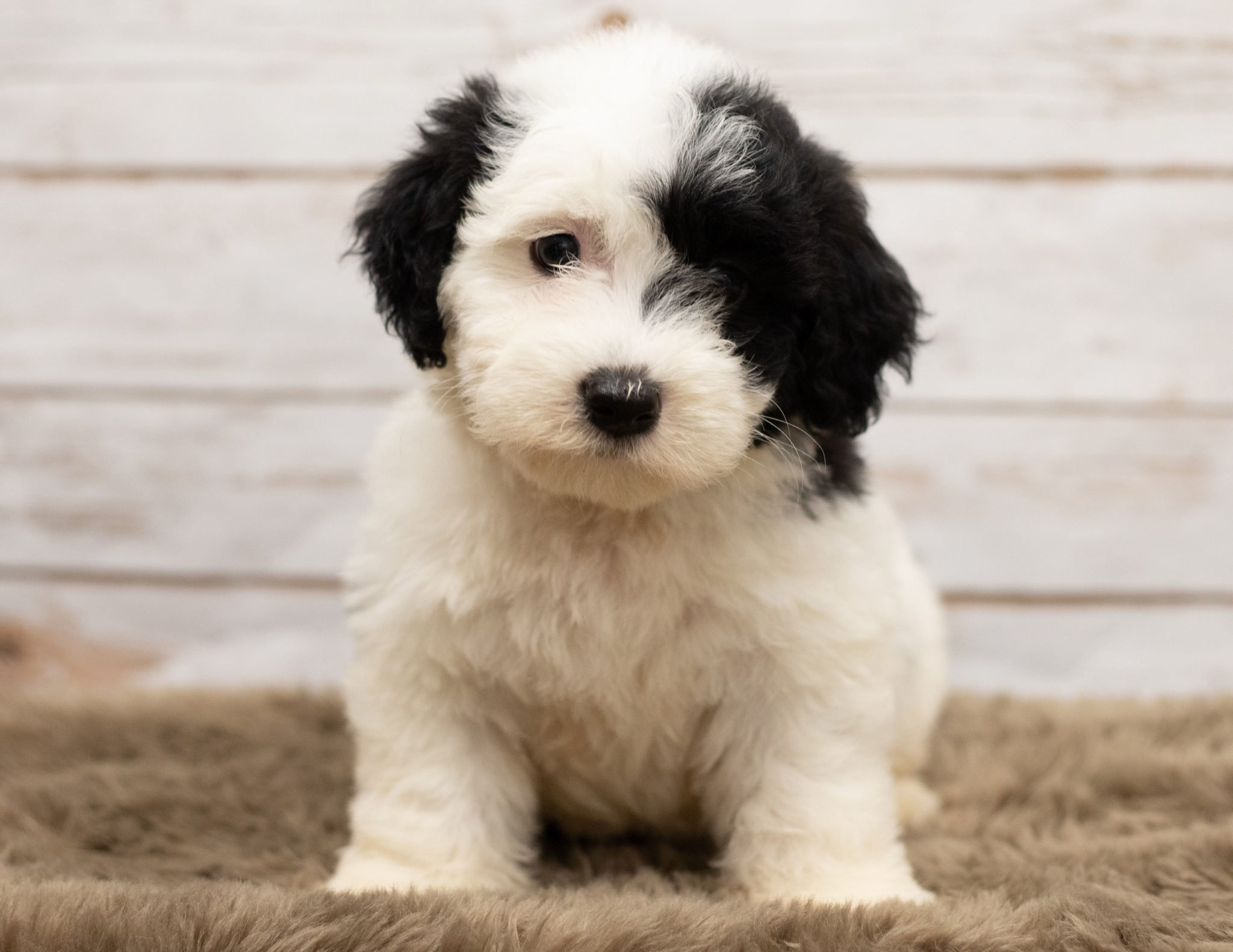 A beautiful standard sheepadoodle puppy with a black mask on half the face