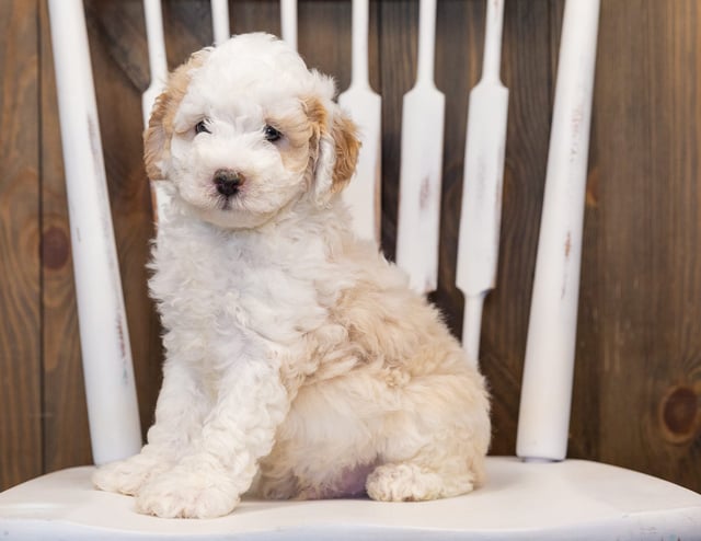 Hutch is an F1B Sheepadoodle that should have  and is currently living in Florida