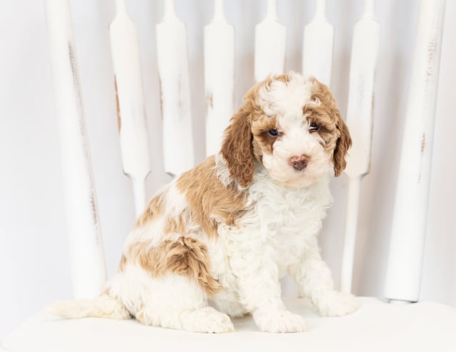 This litter of Goldendoodles are of the F1B generation.