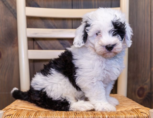 A picture of a Nugget, one of our Mini Sheepadoodles puppies that went to their home in Iowa