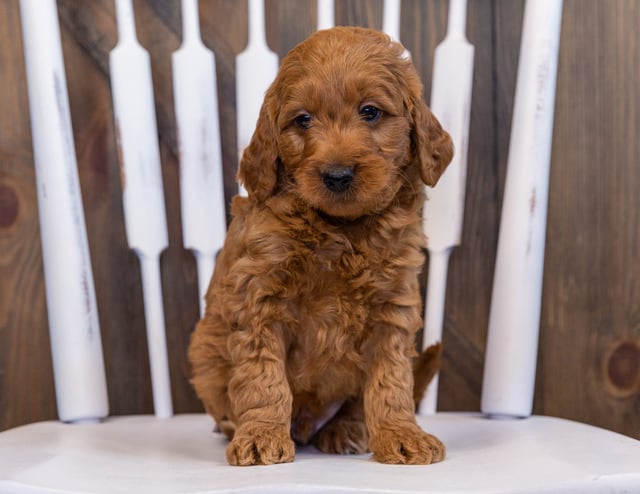 Dexter came from Berkeley and Teddy's litter of F2B Goldendoodles