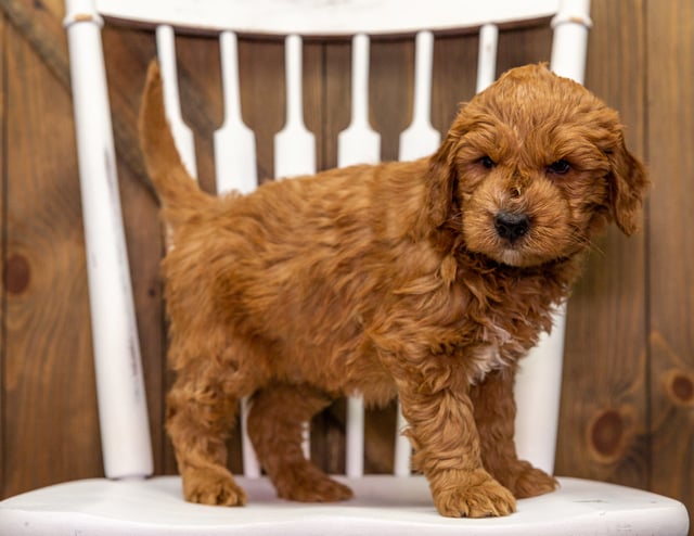 Yule came from Aspen and Milo's litter of F1 Goldendoodles