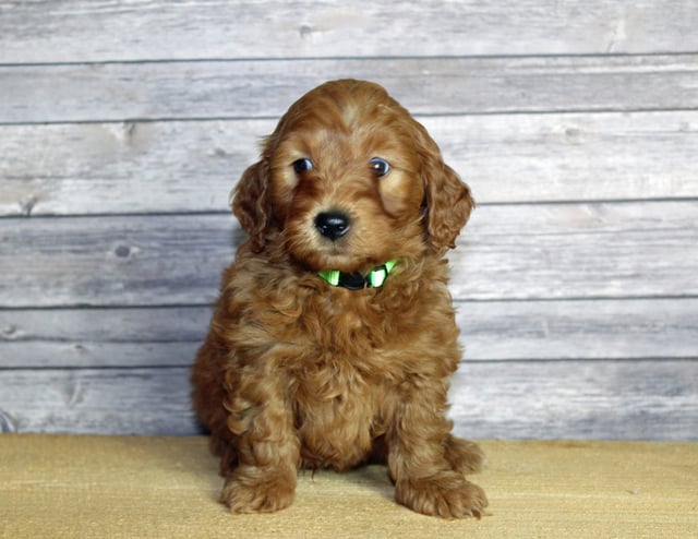 A picture of a Uncle, one of our Mini Goldendoodles puppies that went to their home in Texas
