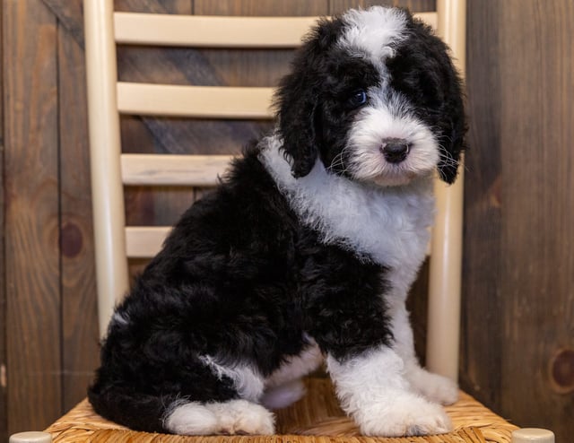 A picture of a Izzy, one of our Standard Sheepadoodles puppies that went to their home in Oregon