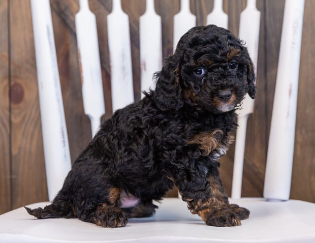 A picture of a Flyer, one of our Petite Bernedoodles puppies that went to their home in Illinois