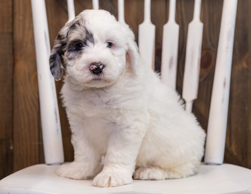 Arlo is an F1 Sheepadoodle that should have  and is currently living in Kansas