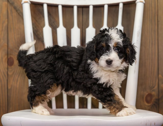 Abby came from Percy and Grimm's litter of F1 Bernedoodles