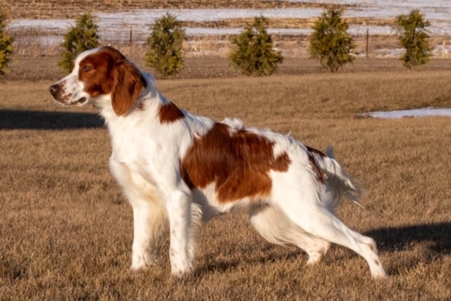 A picture of one of our Irish Setter mother's, Rylee.