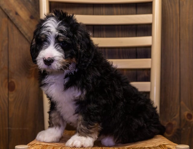 Yasho came from Percy and Bentley's litter of F1 Bernedoodles