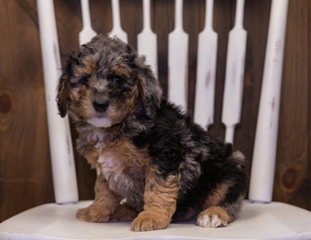 Hamilton came from Raven and Ozzy's litter of F1BB Bernedoodles