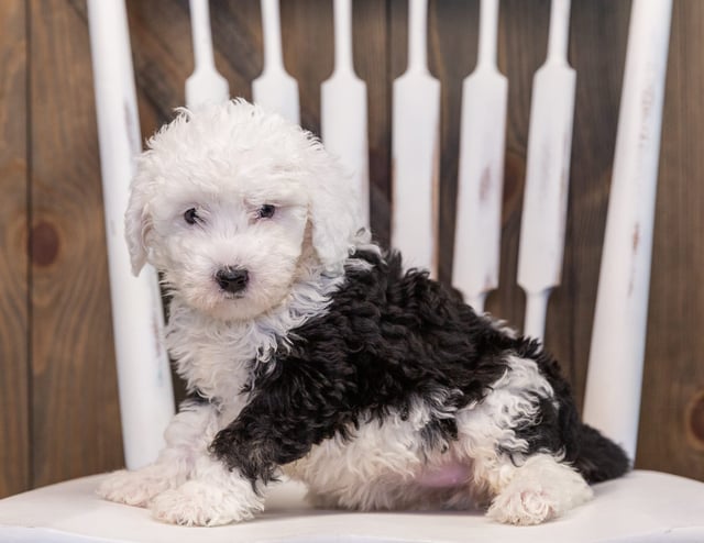 Tully is an F1 Sheepadoodle that should have  and is currently living in Michigan