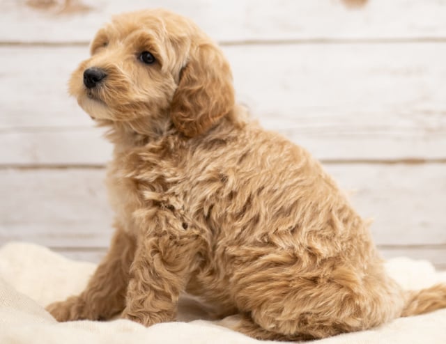 Kaspo is an F2B Goldendoodle that should have red and white abstract markings  and is currently living in Nebraska