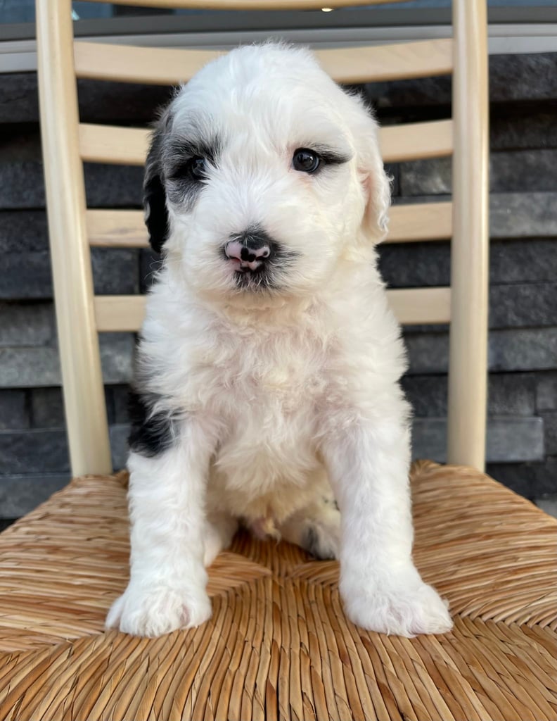 Beau is an F1 Sheepadoodle that should have  and is currently living in Iowa