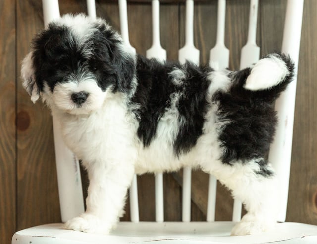 Joey is an F1 Sheepadoodle that should have  and is currently living in Iowa