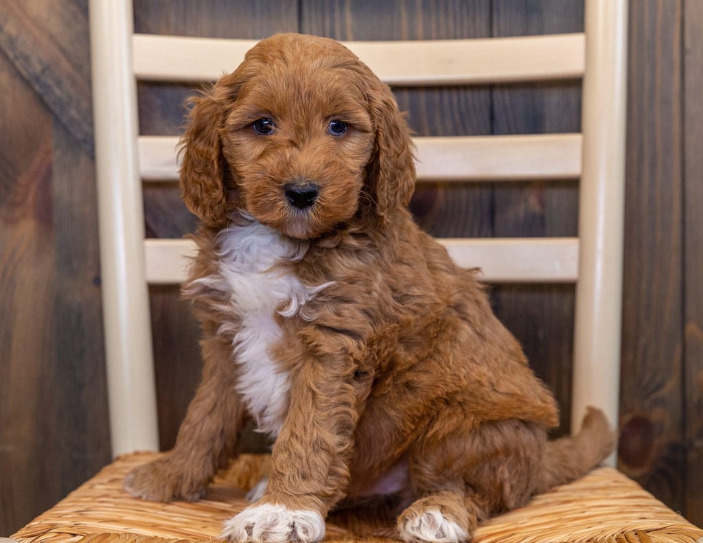 Lee is an F1B Goldendoodle that should have  and is currently living in Nebraska