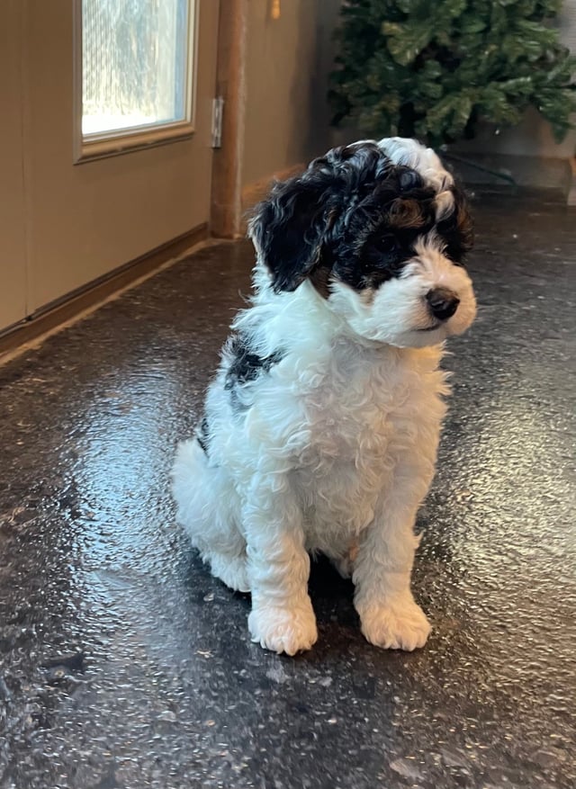 Matilda is an F1B Bernedoodle that should have  and is currently living in California