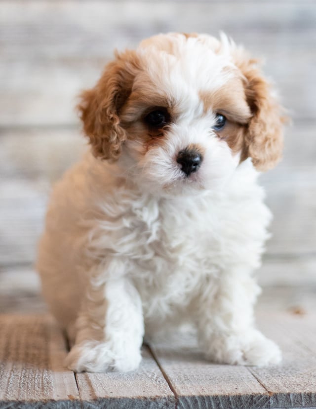 Jab is an F1 Cavapoo that should have  and is currently living in South Dakota