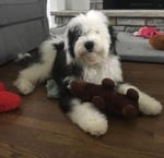 F1 Standard Sheepadoodle