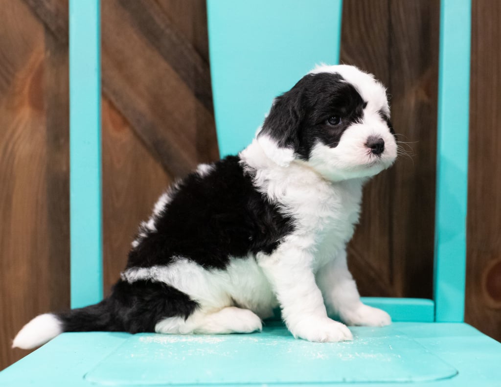 Another pic of our recent Sheepadoodle litter