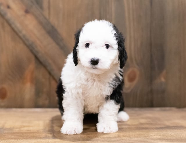 Della is an F1B Sheepadoodle that should have  and is currently living in Indiana