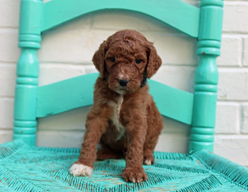 A picture of a Major, one of our Standard Irish Doodles puppies that went to their home in Indianapolis 