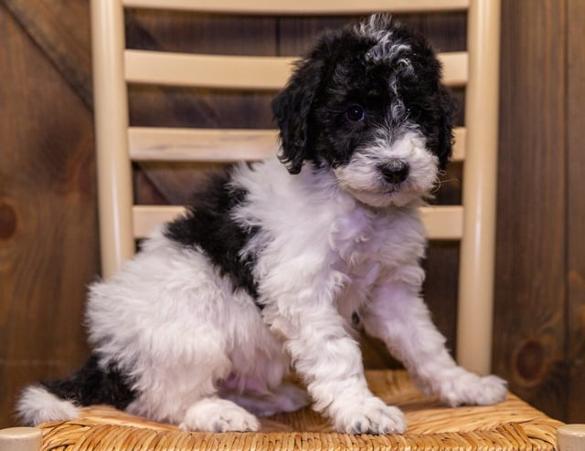 Walter is an F1B Sheepadoodle for sale in Iowa.