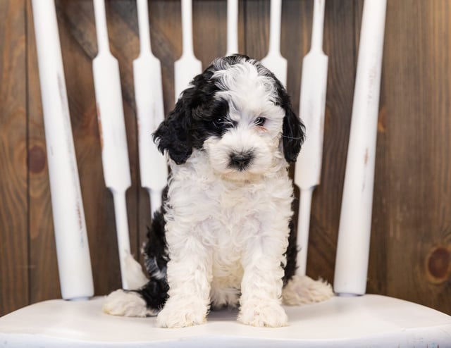 Happy came from Paris and Indy's litter of F1B Sheepadoodles