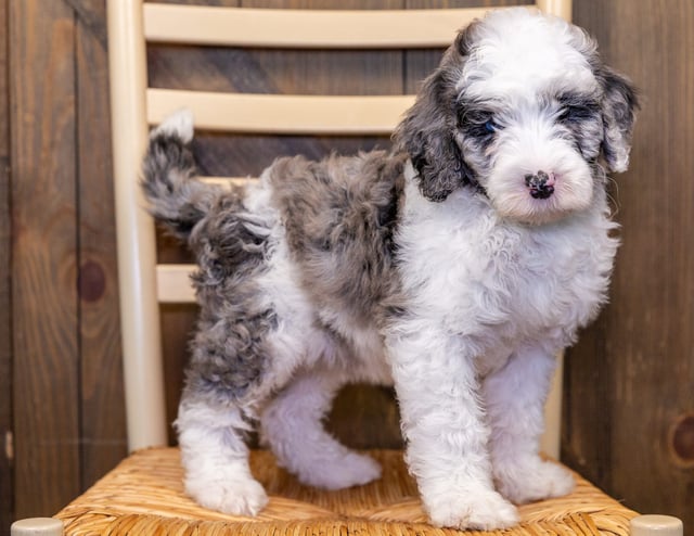 A picture of a India, one of our Standard Sheepadoodles puppies that went to their home in Nebraska