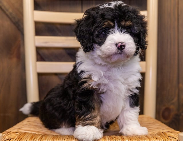 A picture of a Aura, one of our Mini Bernedoodles puppies that went to their home in California