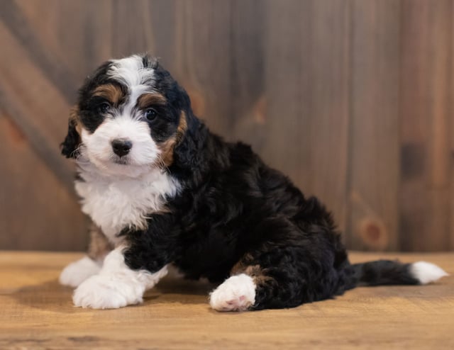 Sam came from Sam and Stanley's litter of F1 Bernedoodles