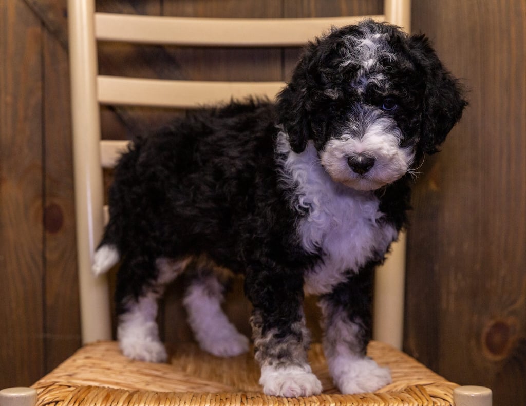 A picture of a Voodoo, one of our Standard Sheepadoodles puppies that went to their home in Illinois