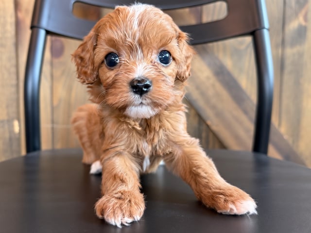 A picture of a Finn, a gorgeous Petite Cavapoos for sale