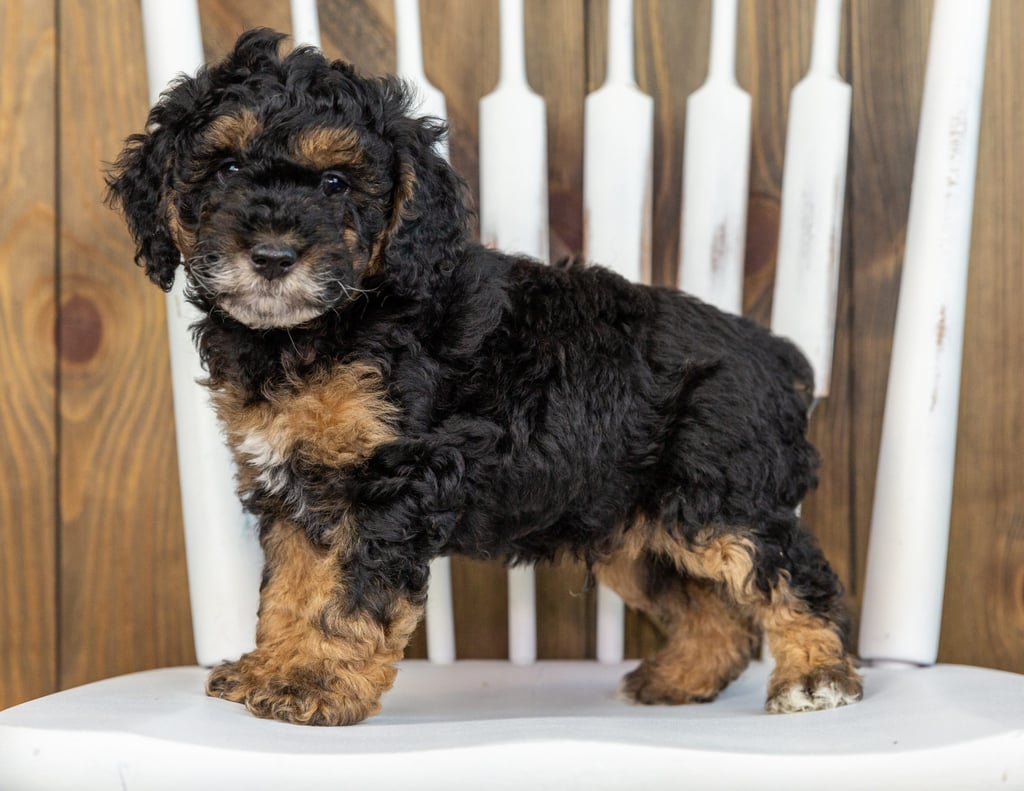 A picture of a Tamale, one of our Mini Bernedoodles puppies that went to their home in Massachusetts 