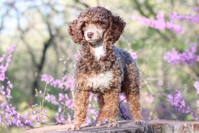 A picture of one of our Poodle father's, Ceazer.