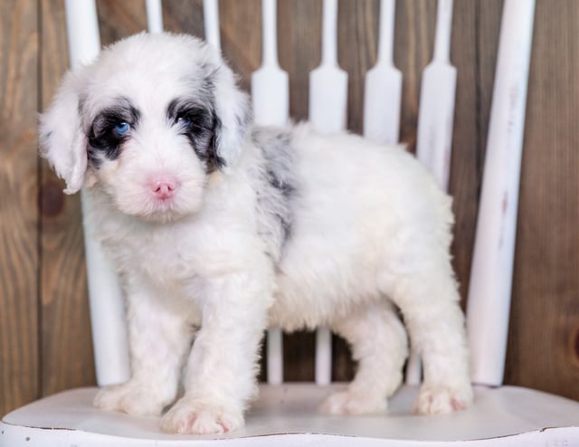 Noah is an F1 Sheepadoodle that should have  and is currently living in Michigan