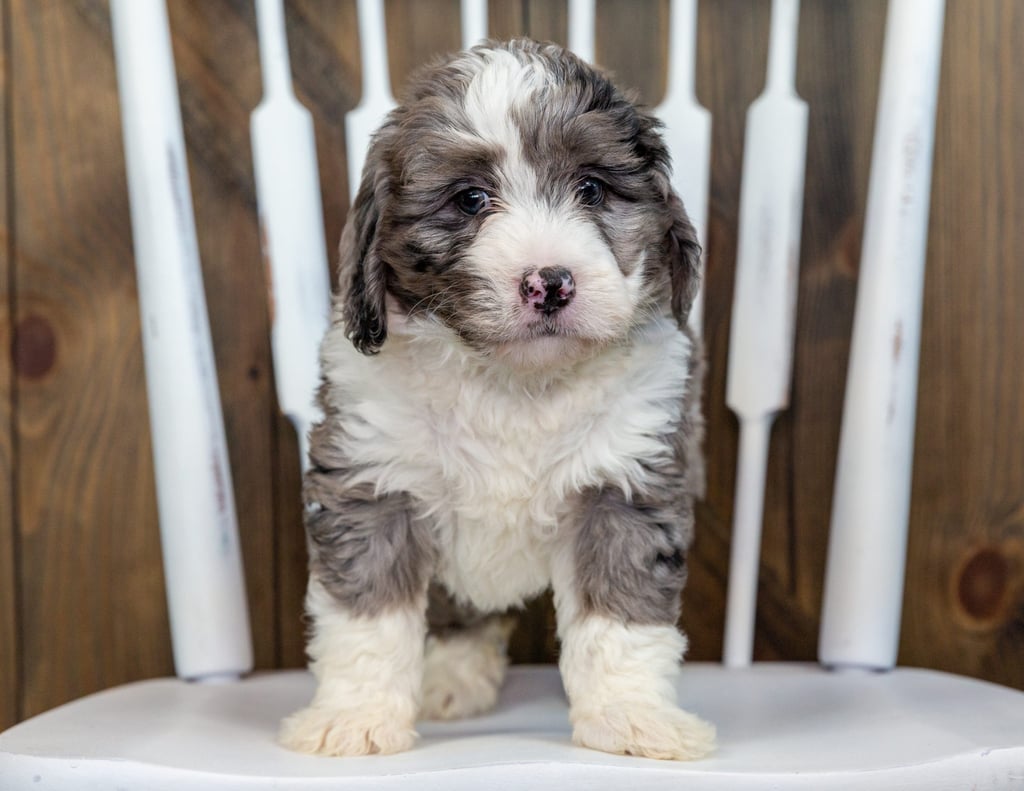 A picture of a Vicky, one of our Mini Bernedoodles puppies that went to their home in Connecticut