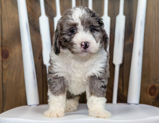 Another pic of our recent Bernedoodle litter