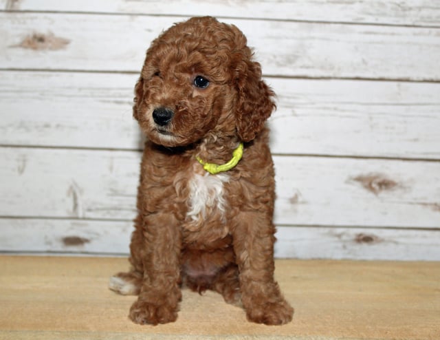 A picture of a Xavi, one of our Mini Goldendoodles puppies that went to their home in Arkansas 