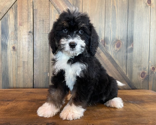 Xeno is an F1 Bernedoodle that should have  and is currently living in Iowa 